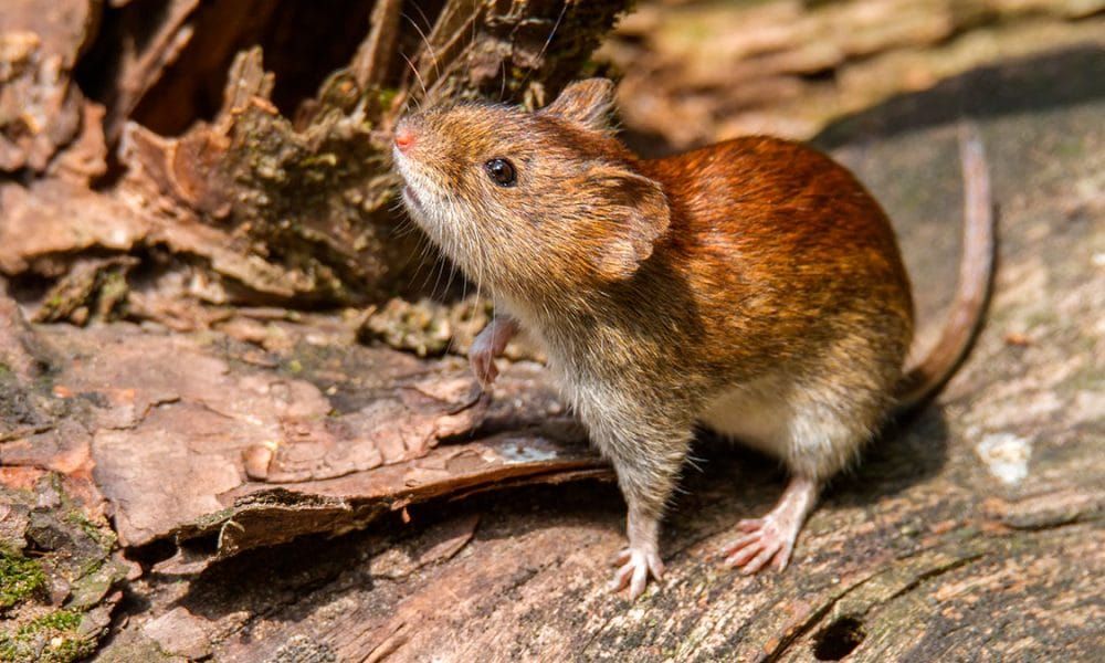 El hantavirus golpea con fuerza al NOA: la mayoría de los casos se concentra en Salta