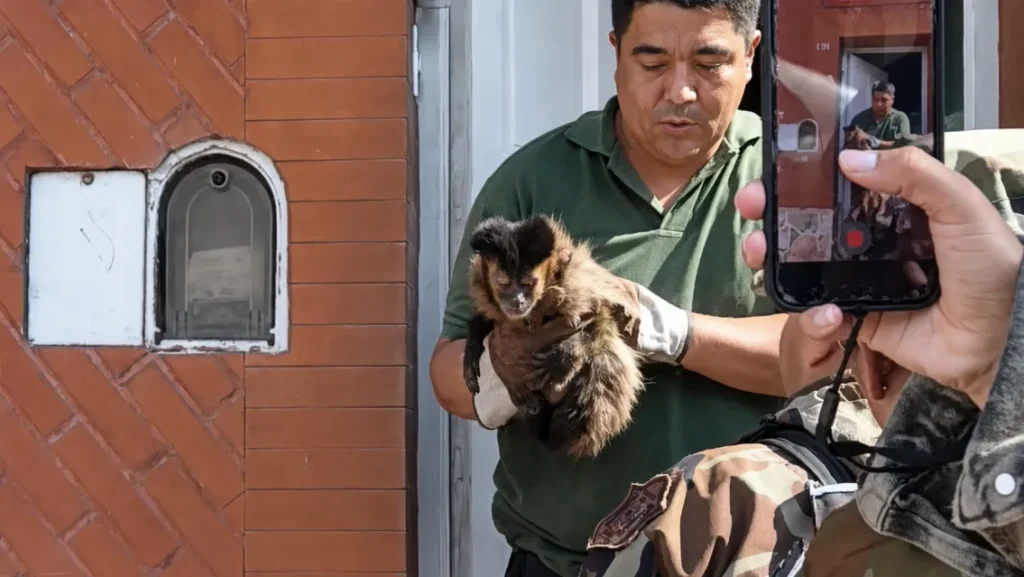 Rescataron a un mono que estaba en cautiverio en una casa de Salta