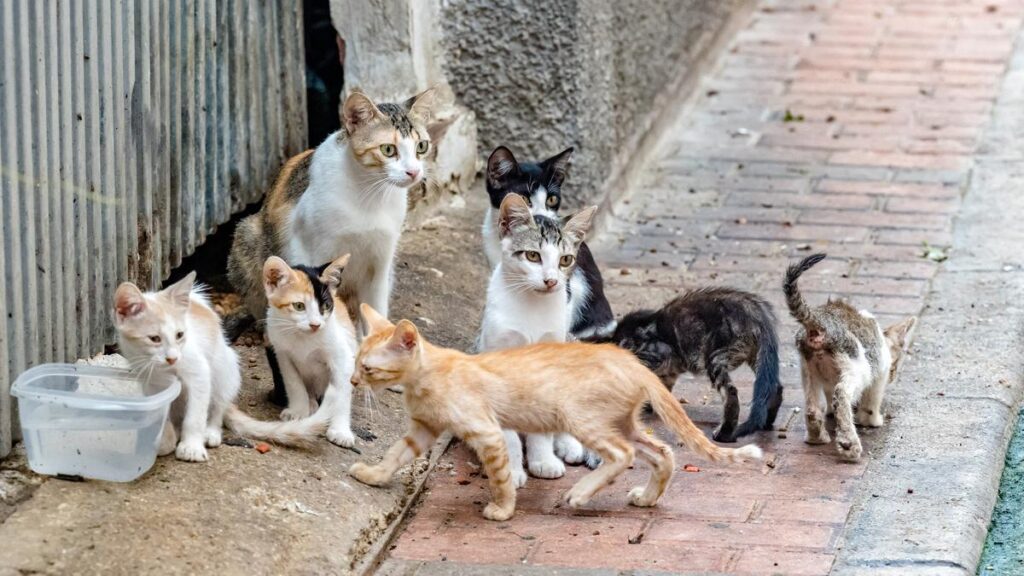 Salta analiza incorporar tramperas para controlar el crecimiento de gatos callejeros