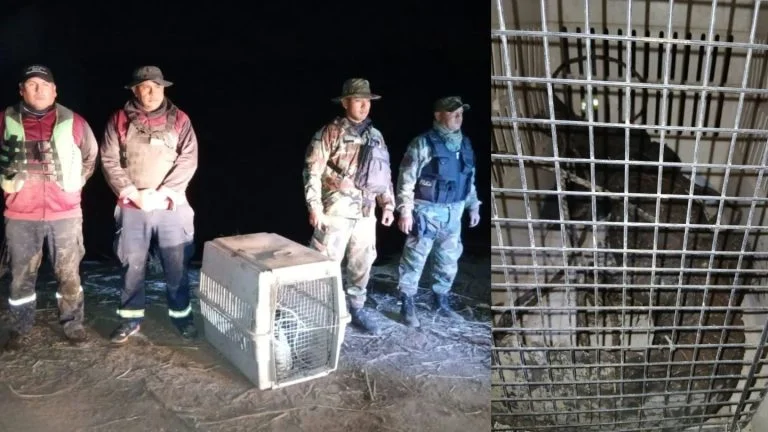 ¡No era fake! atraparon un yacaré de 1,60 metros en Finca Las Tipas