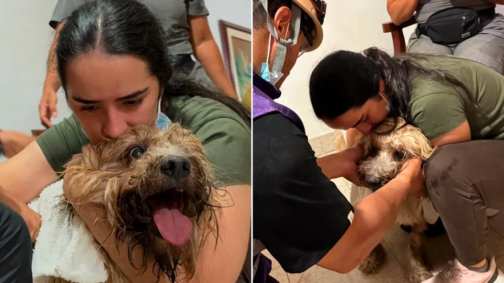 Emotivo rescate de un perro que sobrevivió bajo los escombros en Colombia: ahora buscan a sus dueñas