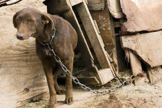 Quienes abandonen o maltraten animales no podrán obtener su carnet de conducir en Salta