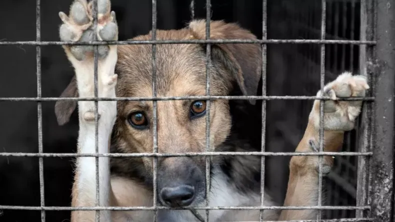 La Legislatura salteña tiene 11 proyectos para reforzar la protección animal