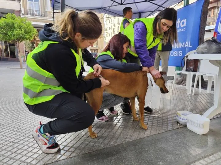 En plena jornada del Milagro, el móvil de Bienestar Animal llegó a la Plaza 9 de Julio