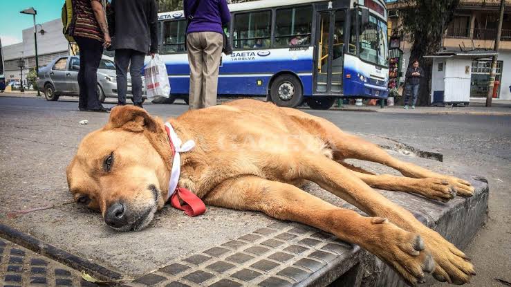 Milagro: ya rescataron 17 perros y se duplican los casos en la Plaza 9 de Julio