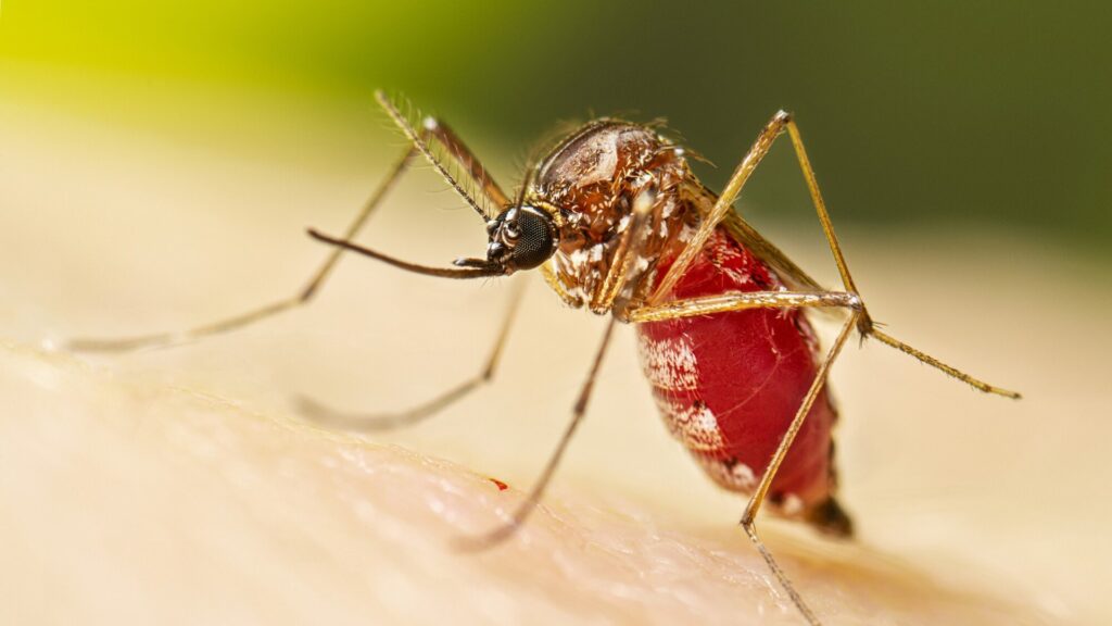 Salta: cero casos de dengue, pero el chikungunya golpea con más de 2.400 contagios