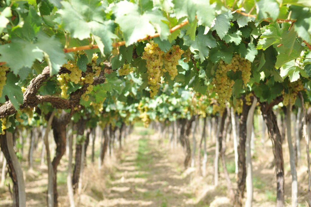 El vino salteño atraviesa una fuerte caída del consumo